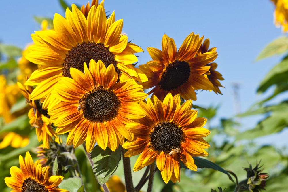 Examples of Ornamental Crops