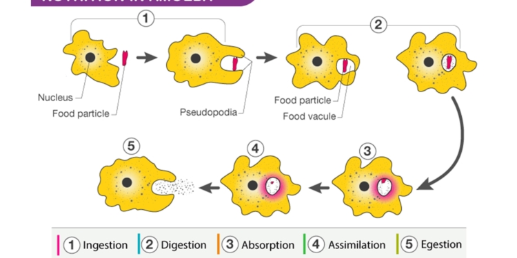 Holozoic Nutrition