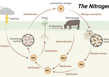 Nitrogen Cycle Diagram