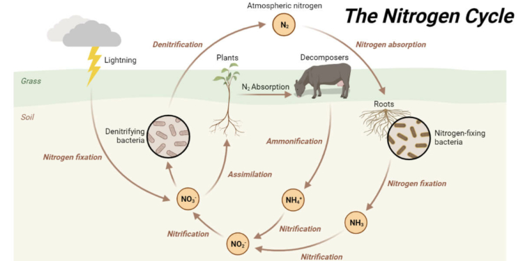 Nitrogen Cycle Diagram