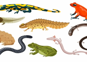 Examples of Amphibians Animal