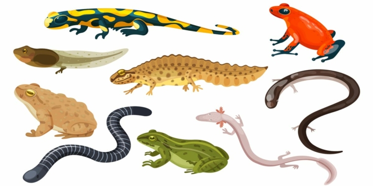 Examples of Amphibians Animal