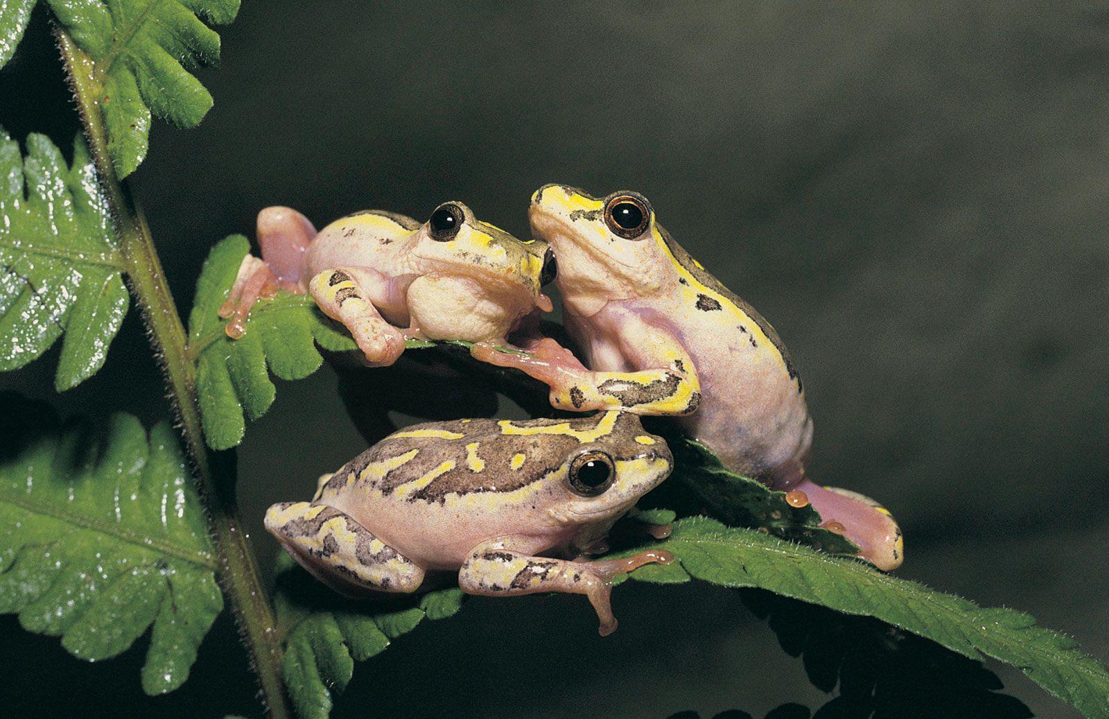 Examples of Amphibians Animal