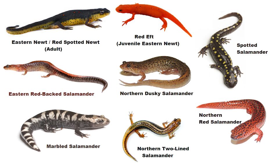 Examples of Amphibians Animal