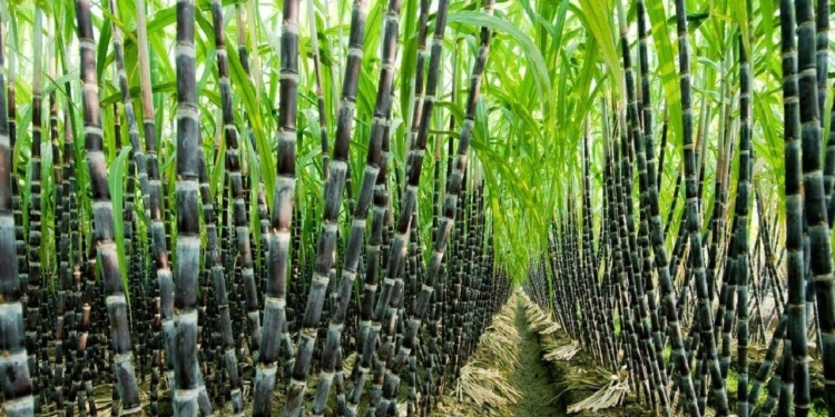 Is Sugarcane a Fruit?