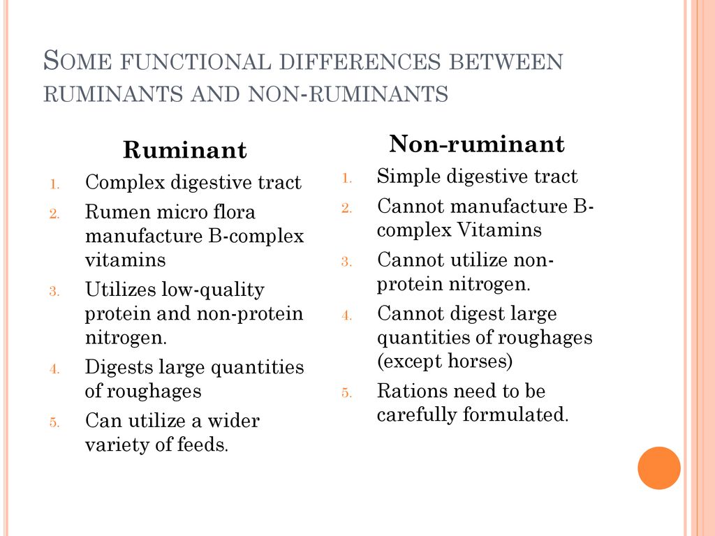 Non-Ruminant