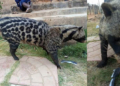 Vigilantes caught African civet cat