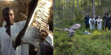 Osprey Pandion halietus caught in Jigawa Nigeria