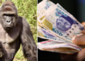 [Depict Pic: Gorilla and Naira]