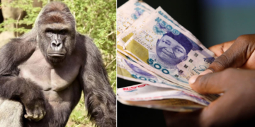 [Depict Pic: Gorilla and Naira]