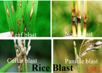 Rice blast