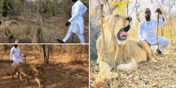 Adebola Williams poses with a lion