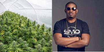 Weed farm, Don Jazzy