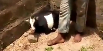 Scene of incident: Man caught having sex with goat in Ado