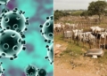 Coronavirus: Stay in bush till it is over, Miyetti Allah to members