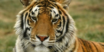 Bronx zoo tiger tests positive for coronavirus