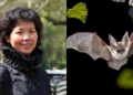 Scientist,Shi Zhengli calls for high alert for another coronavirus pandemic caused by bats