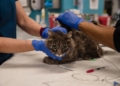 Two cats become the first pets in the US to test positive for Coronavirus