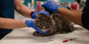 Two cats become the first pets in the US to test positive for Coronavirus