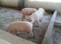 Man lands in court for allegedly having sex with pig in Ibadan