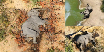 350 Elephants die mysteriously in Botswana