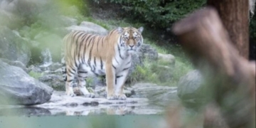 Tragedy as 55-year-old female zookeeper reportedly mauled to death by Siberian Tiger