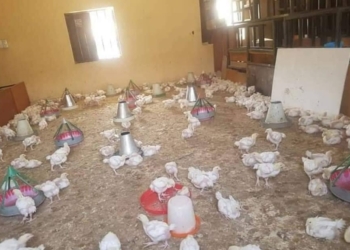 Borno classroom turned into a poultry farm as schools remain closed due to the pandemic