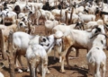 Eid-el-Kabir: Zamfara govt distributes over 5,000 rams, 993 cows