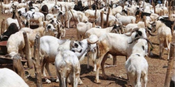 Eid-el-Kabir: Zamfara govt distributes over 5,000 rams, 993 cows