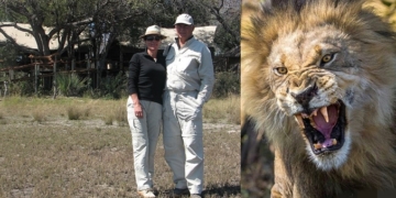 Tourist had part of his arm ripped off by a lion as he slept in a tent in Tanzania alongside his wife