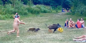 Photos: Naked German man chases wild boar that stole his laptop