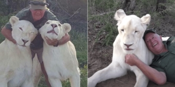 Lions kill owner in South Africa