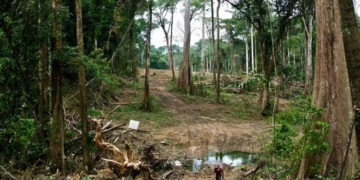 Toxic waste from Chinese Company kills three in Ondo forest reserve